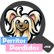 Perritos perdidos y encontrados en Todos México | June