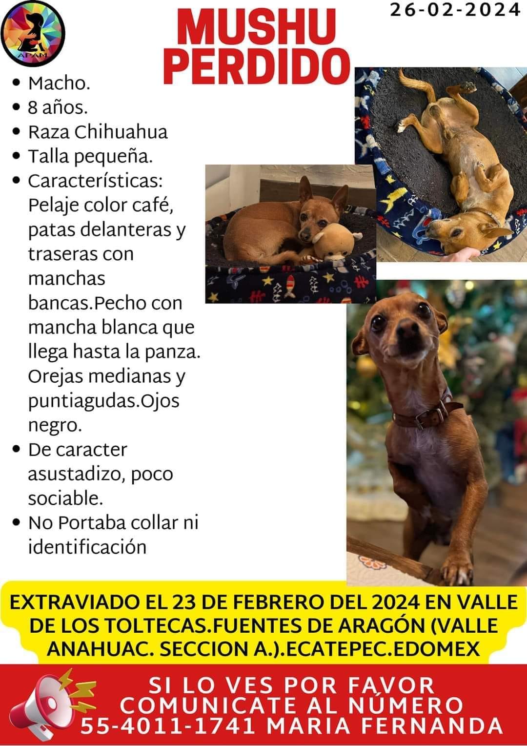 Perritos perdidos y encontrados en Todos México | Mushu