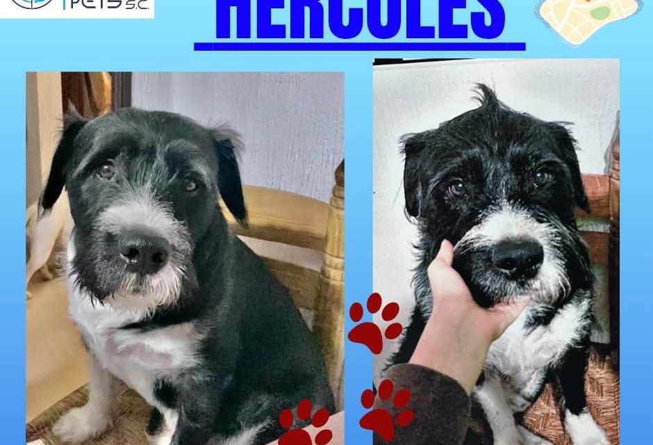 Perritos perdidos y encontrados en Todos México | HÉRCULES
