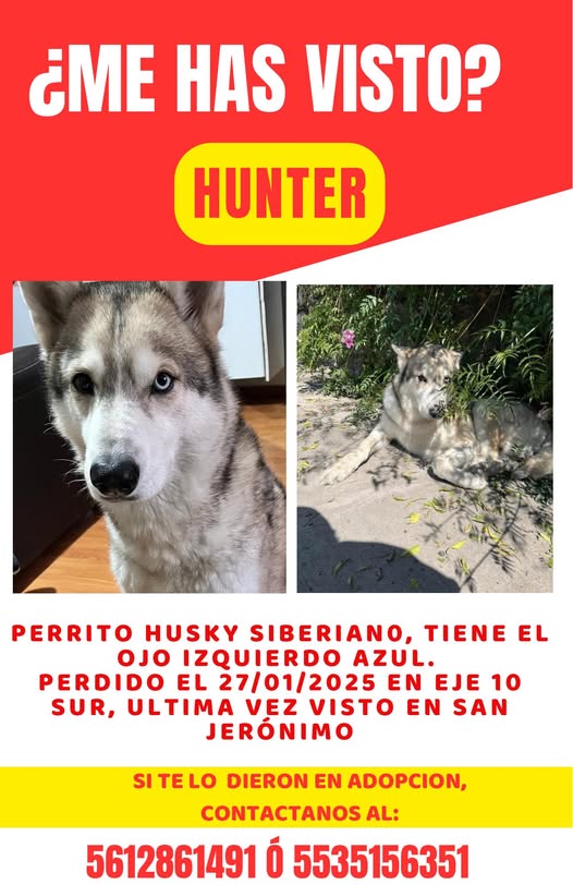 Perritos perdidos y encontrados en Todos México | HUNTER