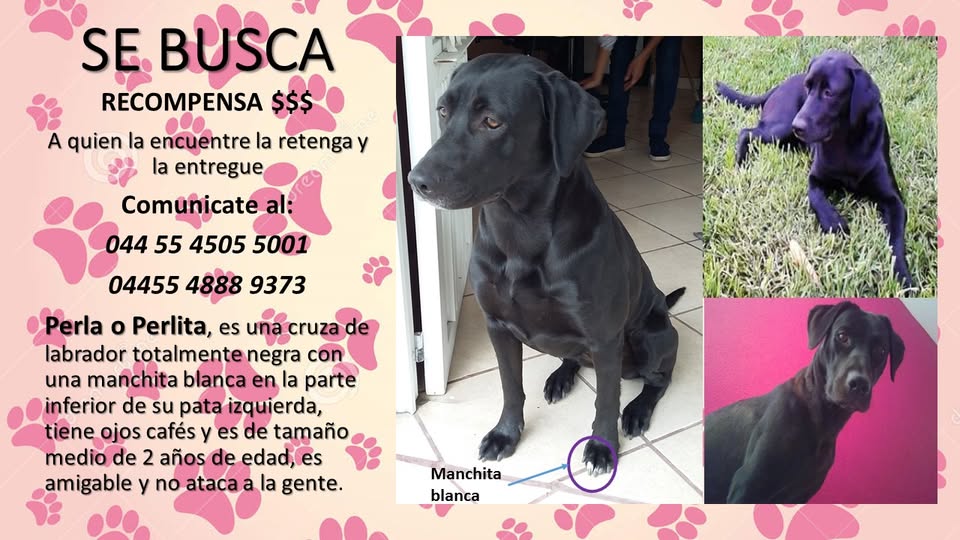 Perritos perdidos y encontrados en Todos México | PERLA