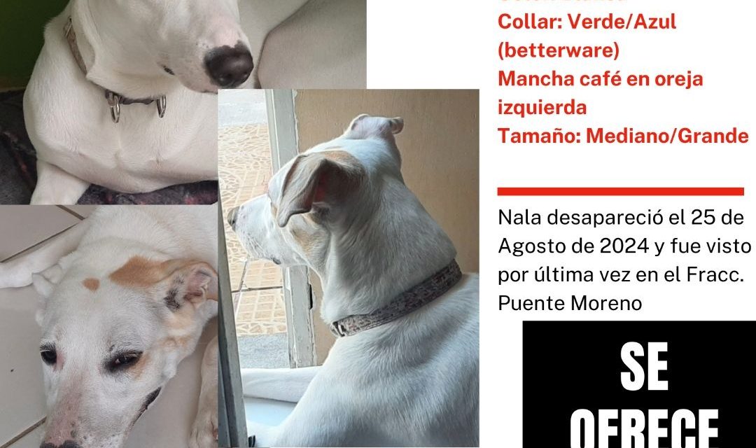 Perritos perdidos y encontrados en Todos México | Nala