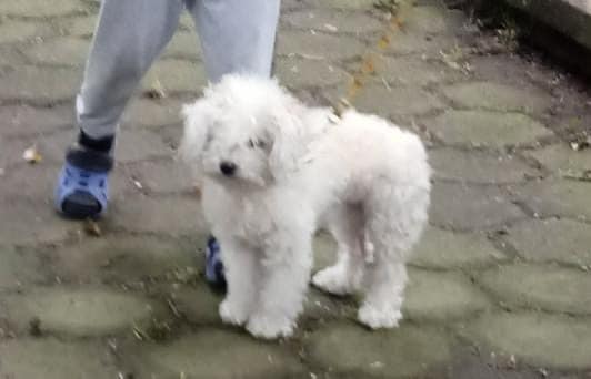 Perritos perdidos y encontrados en Todos México | Yuya