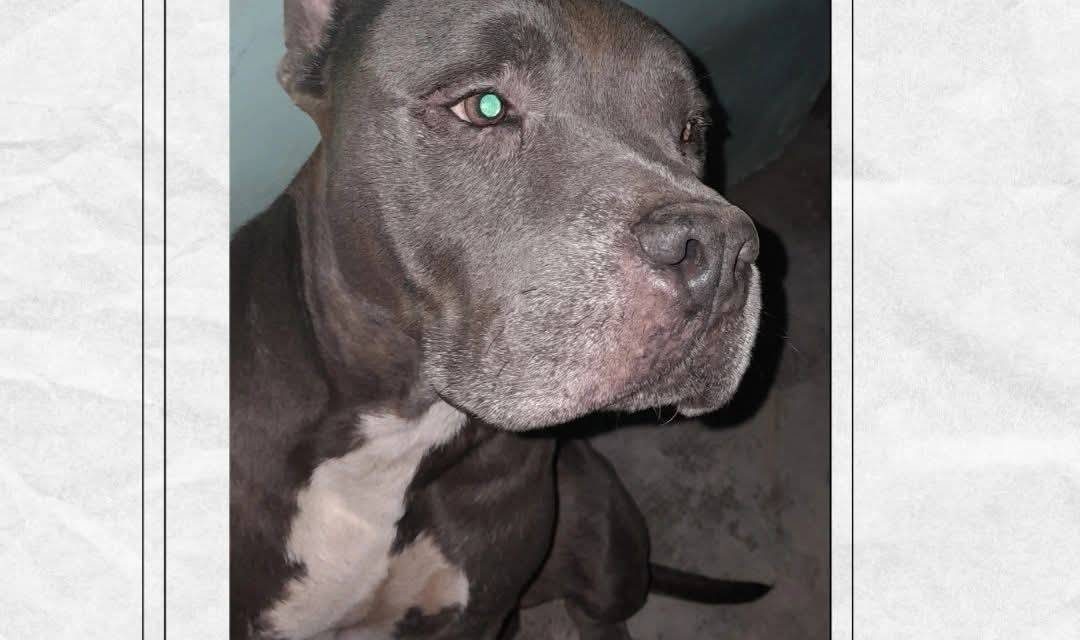 Perritos perdidos y encontrados en Todos México | Drako
