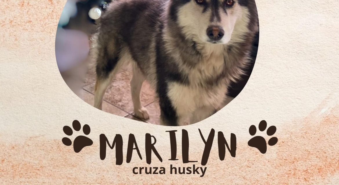 Perritos perdidos y encontrados en Todos México | Marilyn