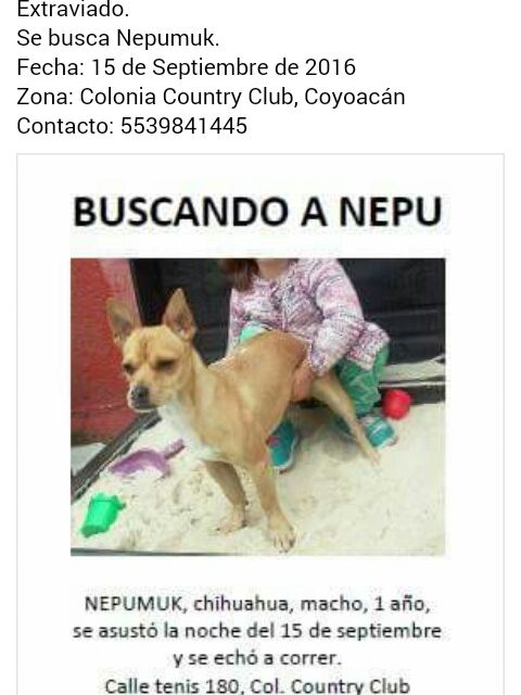Perritos perdidos y encontrados en Todos México | NEPU