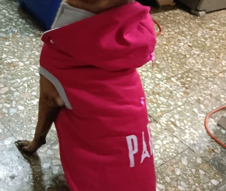 Perritos perdidos y encontrados en Todos México | June